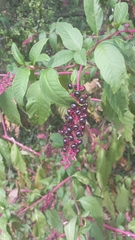 Phytolacca americana