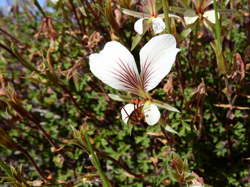 Image of Pelargonium praemorsum by (c) Ryan van Huyssteen, some rights reserved (CC BY)