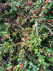 Cotoneaster × suecicus