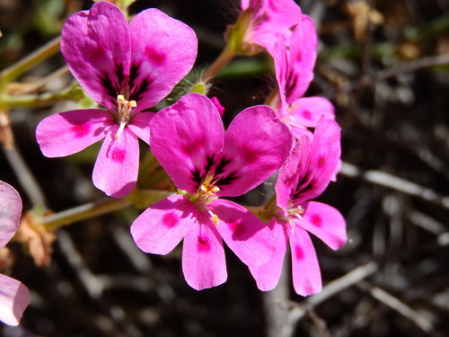 Image of Pelargonium echinatum by (c) Ryan van Huyssteen, some rights reserved (CC BY)