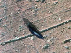 Ablattaria laevigata