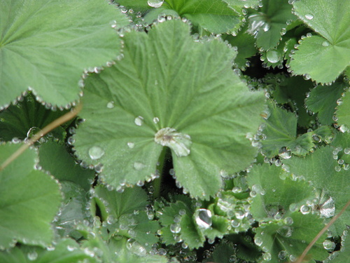 Garden Lady's-mantle