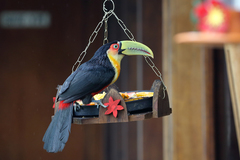 Green-Billed Toucan photo 4