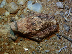 Trachypetrella anderssonii