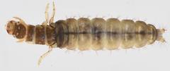 Amphipsyche senegalensis