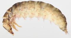 Amphipsyche senegalensis