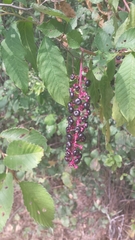 Phytolacca americana