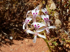 Pelargonium spinosum