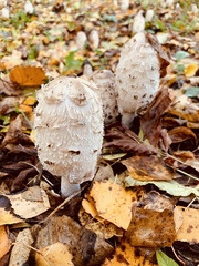 Coprinus comatus