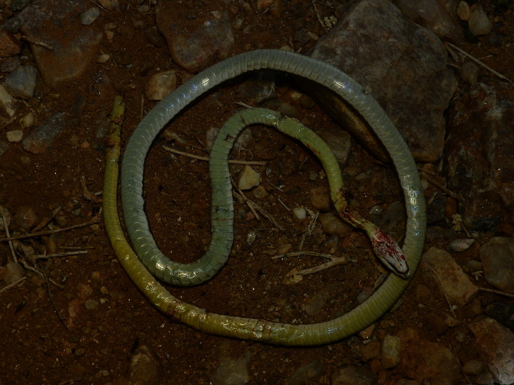 Western Sand Snake