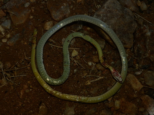 Western Sand Snake