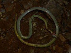Psammophis trigrammus