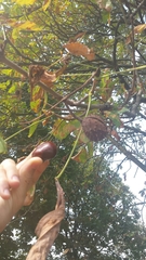 Aesculus hippocastanum