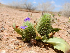 Acanthopsis disperma