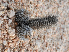 Acanthopsis disperma