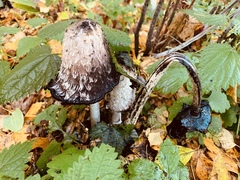 Coprinus comatus