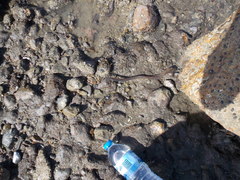 Gymnothorax pseudothyrsoideus