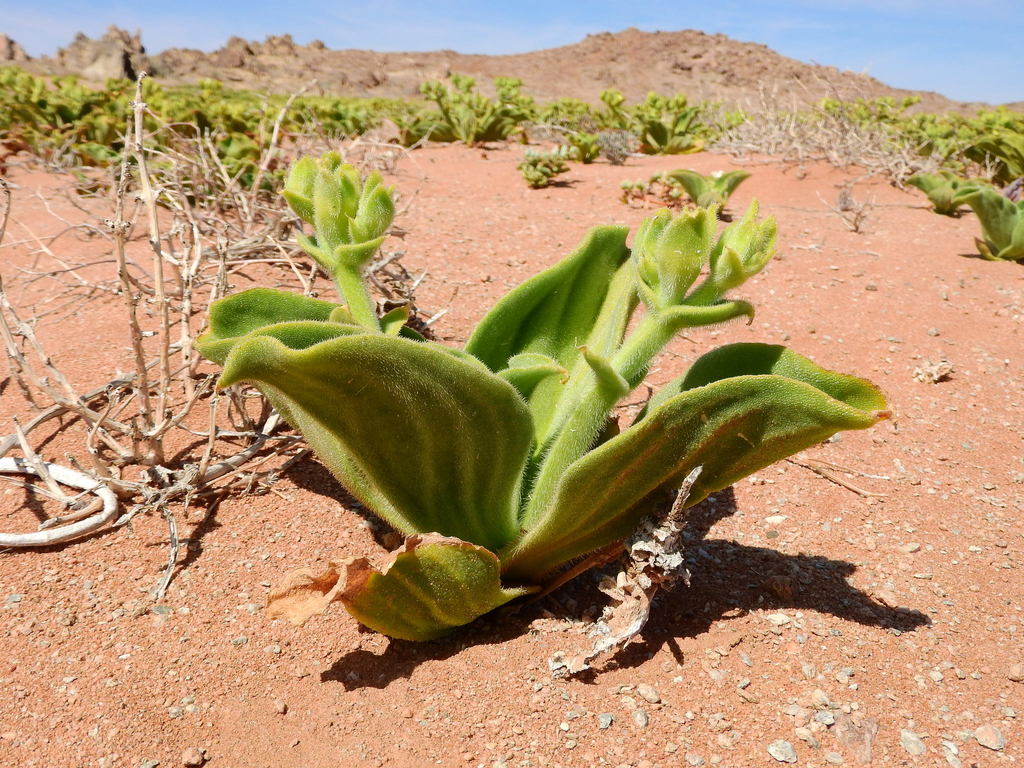 Mesembryanthemum pellitum, Ais - Ais/Richtersveld, Namakwa, Northern Cape, South Africa