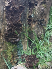 Hymenochaete microcycla