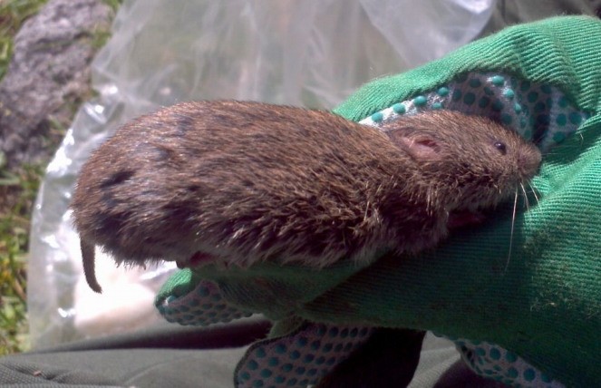 Alpine Pine Vole photo 4