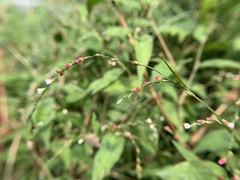 Persicaria pubescens