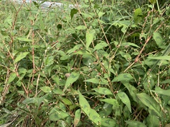 Persicaria pubescens