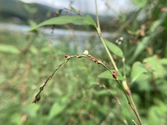 Persicaria pubescens