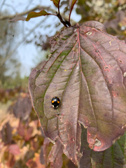 Harmonia axyridis