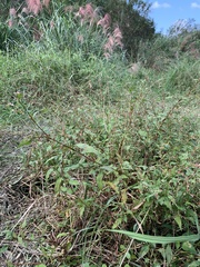 Persicaria pubescens