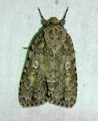 Acronicta immodica