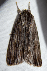 Acronicta lithospila