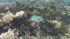 Abudefduf sparoides