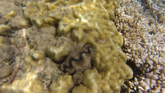 Tridacninae
