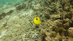 Chaetodon interruptus