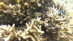 Plectroglyphidodon johnstonianus