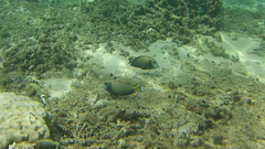 Acanthurus tennentii