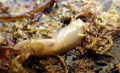 Leptosynapta dolabrifera