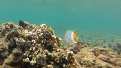 Chaetodon madagaskariensis