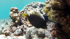 Cantherhines pardalis