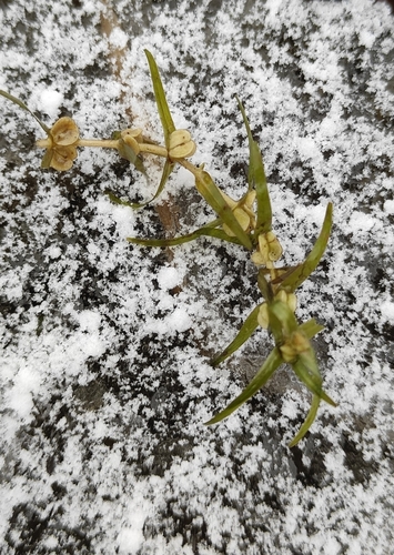 northern water-starwort (Callitriche hermaphroditica)