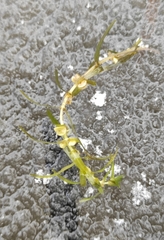 Callitriche hermaphroditica