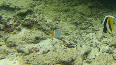 Chaetodon madagaskariensis