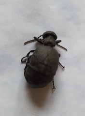 Meloe mediterraneus