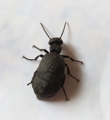 Meloe mediterraneus