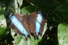 Morpho achilles