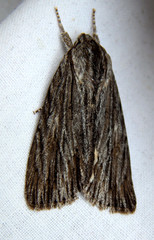 Acronicta lithospila