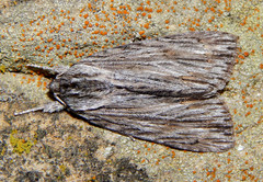 Acronicta lithospila