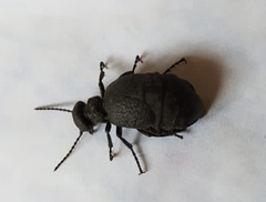 Meloe mediterraneus