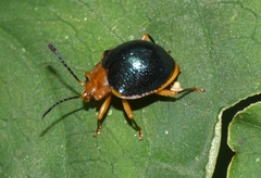 Corynomalus