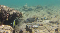 Acanthurus tennentii